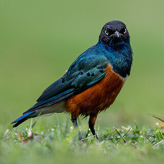 Lake Naivasha - Superb starling
